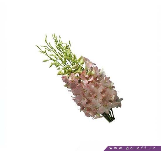 گل ارکیده دندروبیوم سوری پیچ - Dendrobium Orchids | گل آف